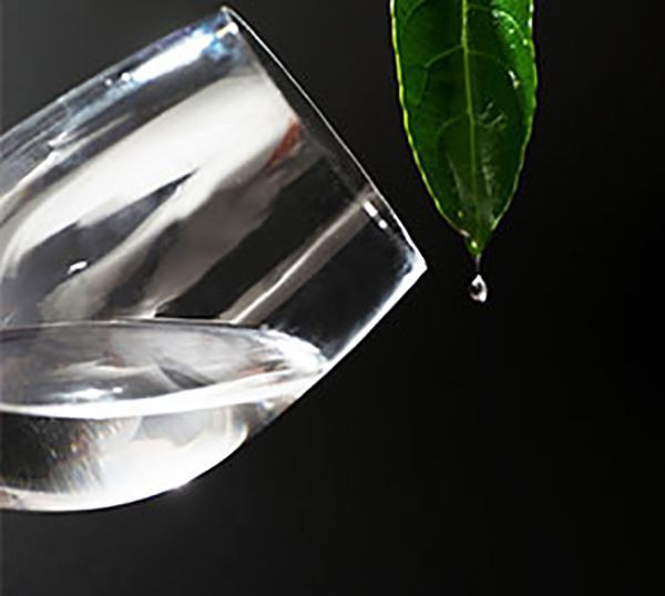 Propylene Glycol Alginate (PGA)